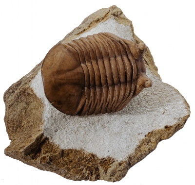 Трилобит Asaphus cornutus