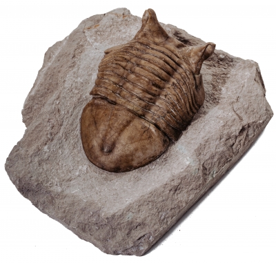 Трилобит Asaphus punctatus