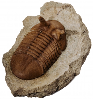 Трилобит Asaphus punctatus 