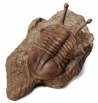 Трилобит Asaphus kowalewskii 