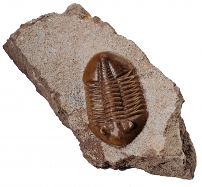 Asaphus lepidurus Путилово