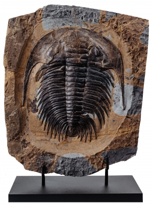 Трилобит Akadoparadoxides sp.