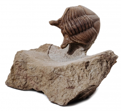 Трилобит Asaphus punctatus 
