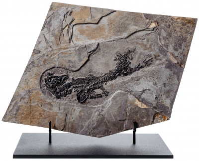 Амфибия Discosauriscus austriacus