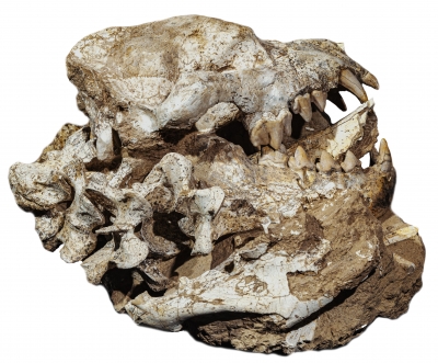 Череп гиены Dinocrocuta gigantea