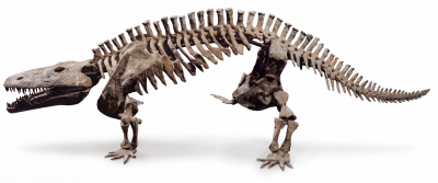 Скелет амфибии Eryops megacephalus
