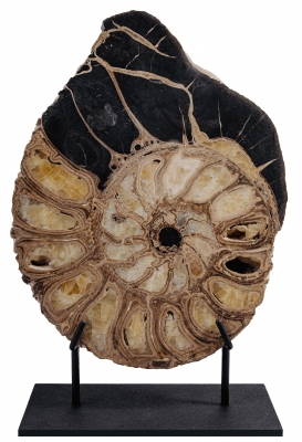 Аммонит Parahoplites sp.
