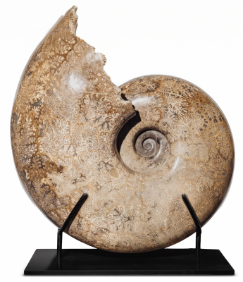 Аммонит Pachydiscus catarinae