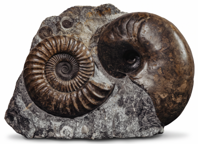 Аммонит Arietites bucklandi и наутилус Cenoceras sp.