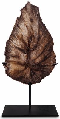 Окаменелый дуб Quercus sp.
