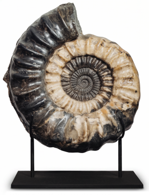 Аммонит Arietites sp.