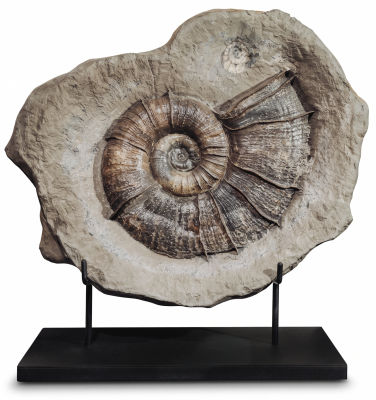 Аммонит Lytoceras cornucopia