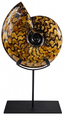 Аммонит Craspedodiscus discofalcatus 