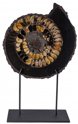 Аммонит Speetoniceras versicolor