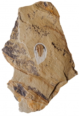 Трилобит Olenellus gilberti