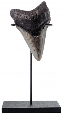 Зуб мегалодона 9,2 см