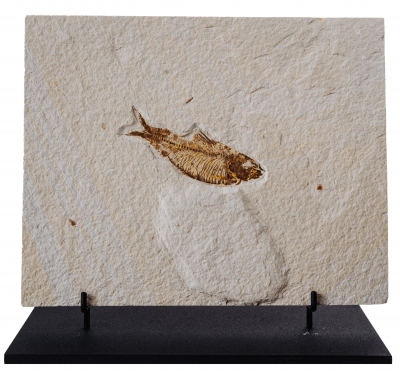 Рыба Diplomystus dentatus
