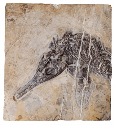Скелет ихтиозавра Mixosaurus sp.