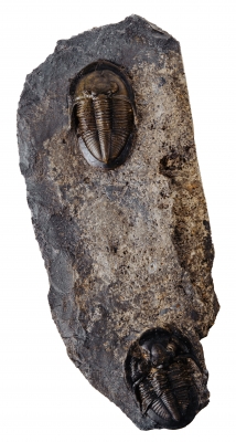 Трилобиты Dechenella burmeisteri