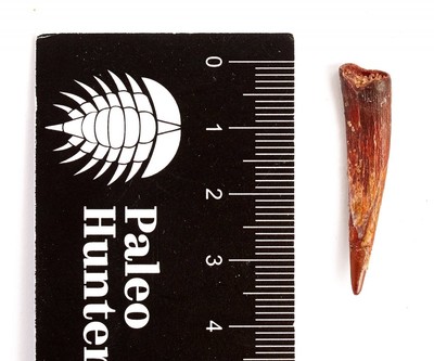 Зуб птерозавра Siroccopteryx marocensis