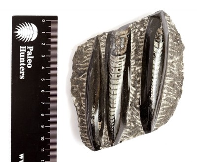Раковины Orthoceras sp.