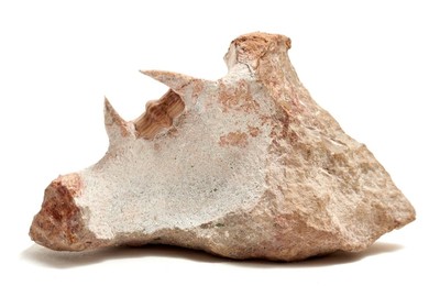 Трилобит Scotoharpes spasskii