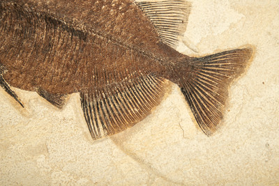 Рыба Phareodus sp.