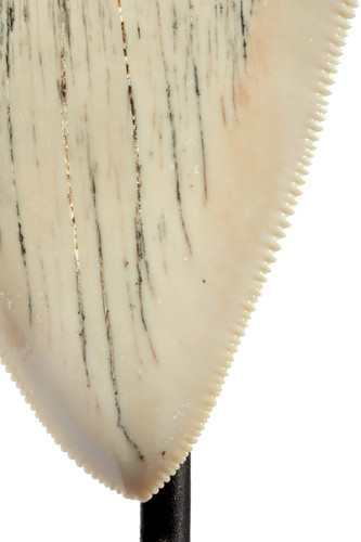 Зуб мегалодона 11,6 см музейного качества на подставке
