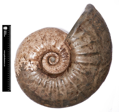 Аммонит Acantohoplites sp.