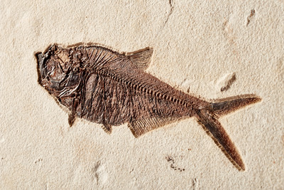 Рыбы Diplomystus sp. и Knightia sp.