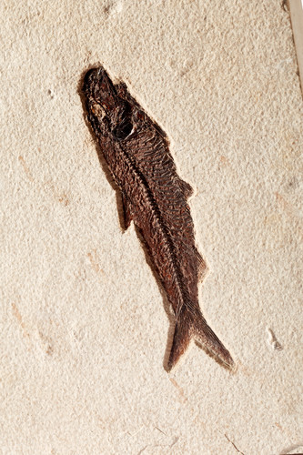 Рыбы Diplomystus sp. и Knightia sp.