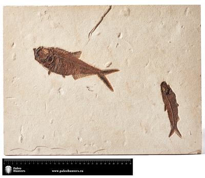 Рыбы Diplomystus sp. и Knightia sp.