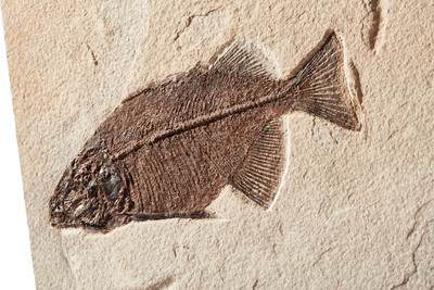 Рыба Priscacara sp.