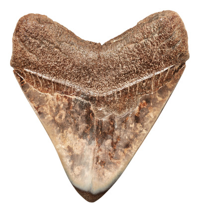 Зуб мегалодона 11 см на подставке