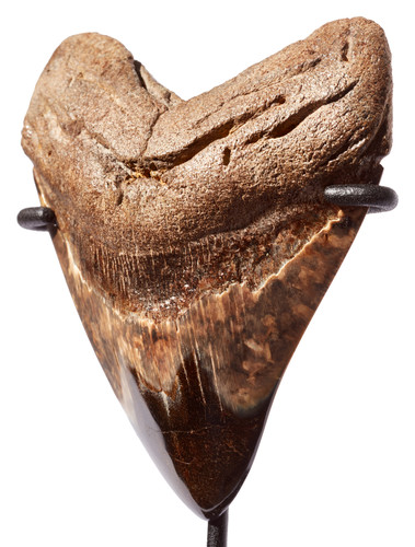 Зуб мегалодона 11 см коллекционного качества