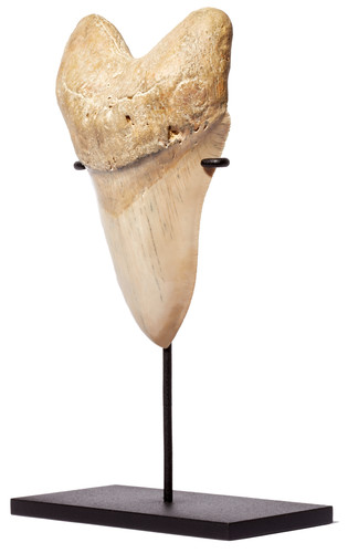 Зуб мегалодона 16 см музейного качества 