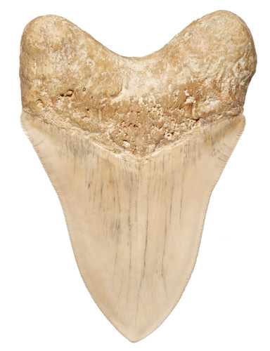 Зуб мегалодона 16 см музейного качества 