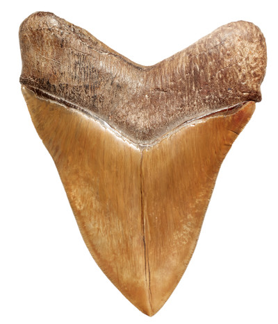 Зуб мегалодона 16,2 музейного качества 