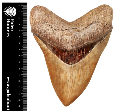 Зуб мегалодона 16,2 музейного качества 