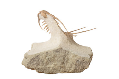 Трилобит Paraceraurus exsul 