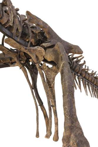 Скелет динозавра Dryosaurus sp.
