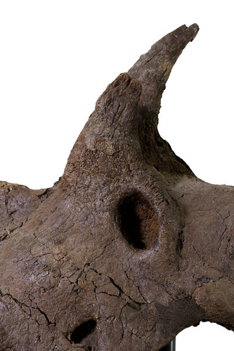 Череп динозавра Triceratops prorsus