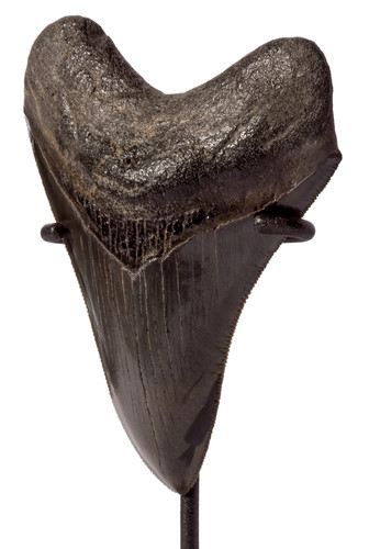 Зуб мегалодона 10,8 см музейного качества на подставке