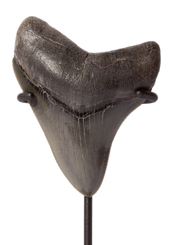 Зуб мегалодона 9,2 см коллекционного качества на подставке