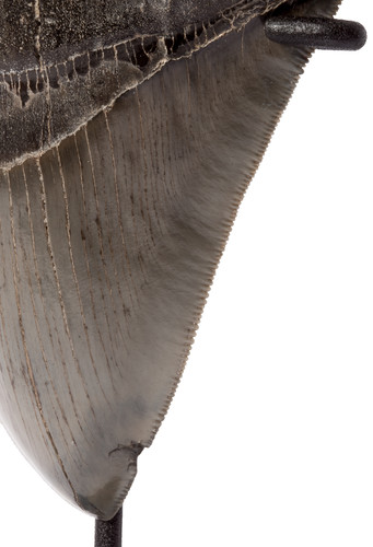 Зуб мегалодона 12,5 см коллекционного качества на подставке