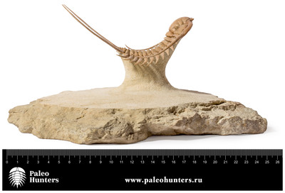 Трилобит Paraceraurus exsul