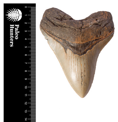 Зуб мегалодона 11,4 см на подставке