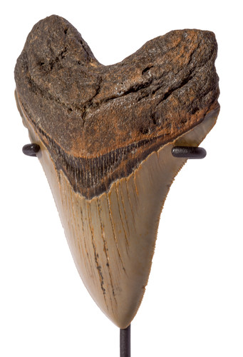 Зуб мегалодона 11,4 см коллекционного качества