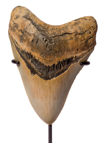 Зуб мегалодона 11,6 см на подставке