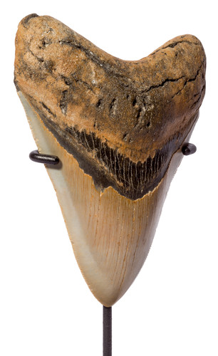 Зуб мегалодона 11,6 см коллекционного качества